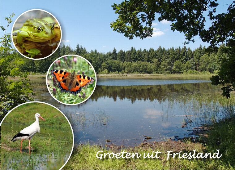 postcard Friesland 001