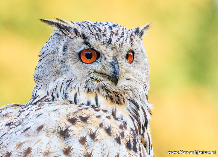 postcard eagle owl