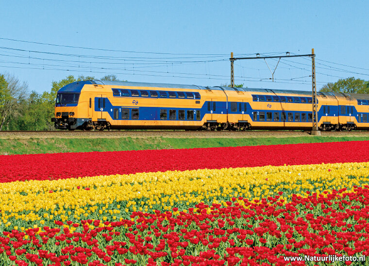 postcard NS train with tulips