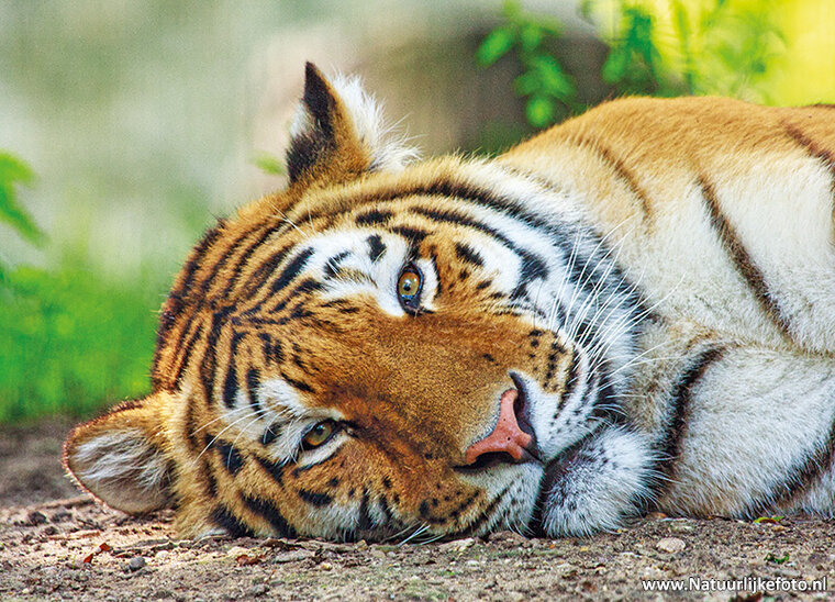 postcard Siberian tiger
