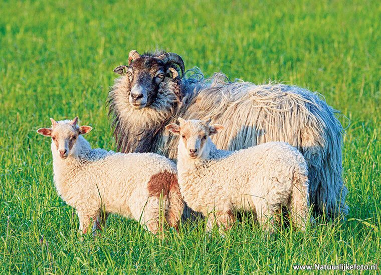 postcard sheep