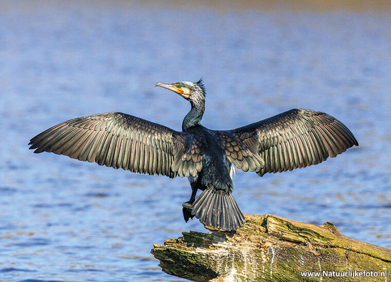 postcard great cormorant