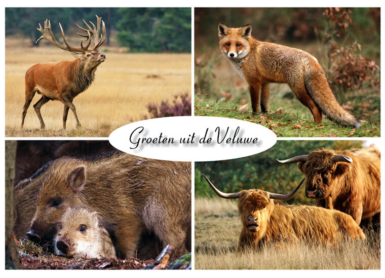 Postcard animals on the Veluwe (VE003)