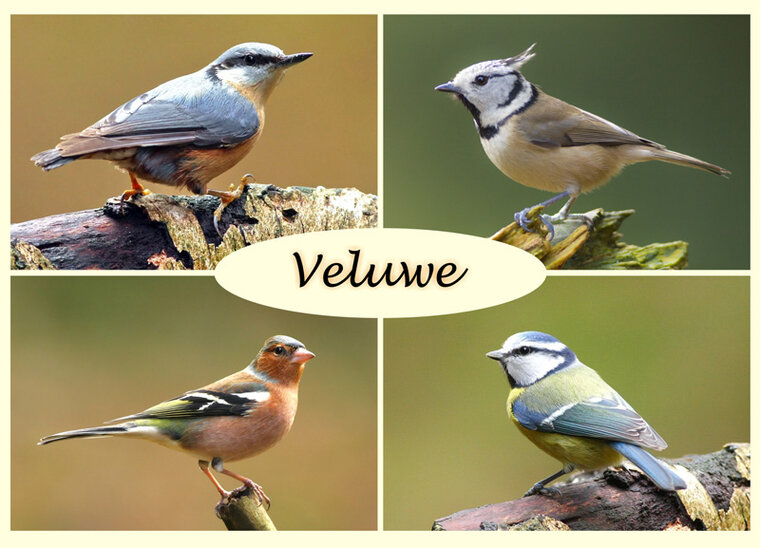 postcard birds on the Veluwe (VE004)