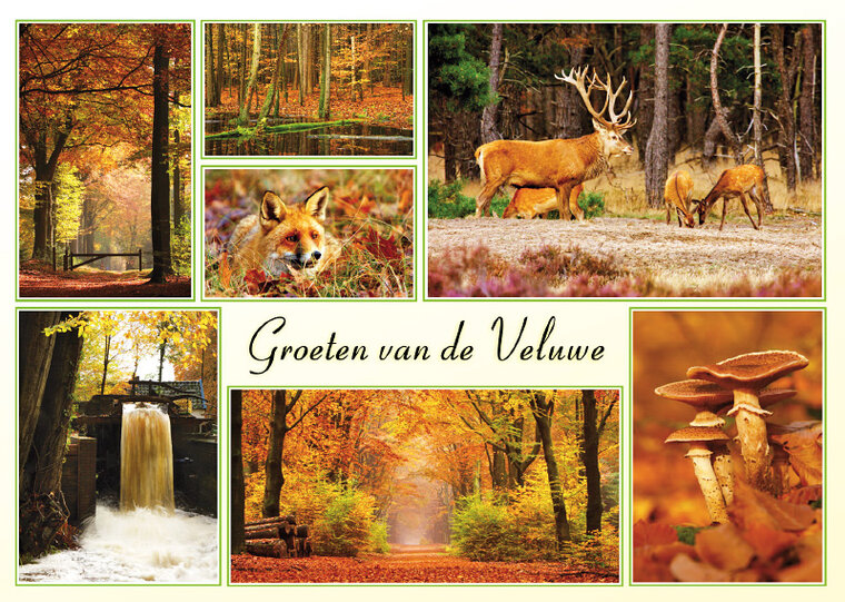 Postcard autumn on the Veluwe (VE006)