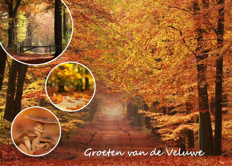 postcard autumn on the Veluwe (VE007)