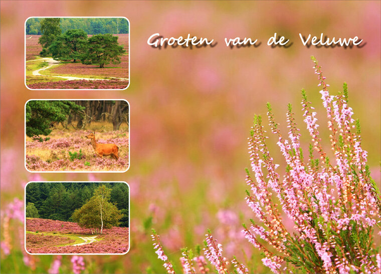 postcard heather on the Veluwe (VE008)