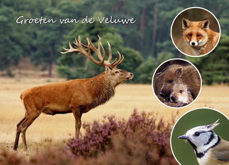 Veluwe postcards