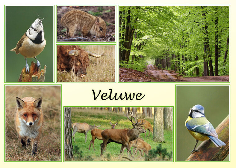 Veluwe postcards