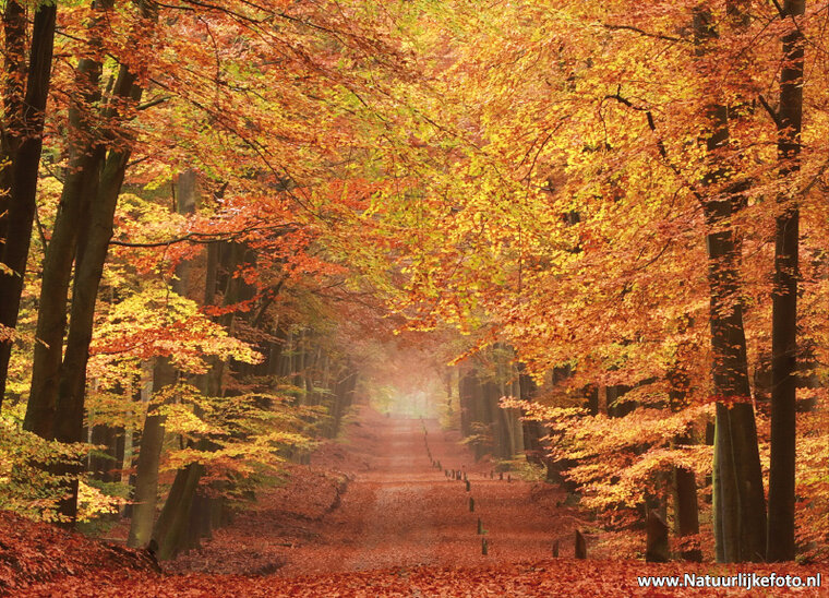 Postcard set Autumn - 15 postcards with Autumn motif (no. 020)