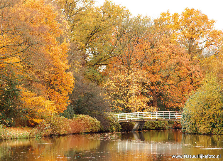Postcard set Autumn - 15 postcards with Autumn motif (no. 020)