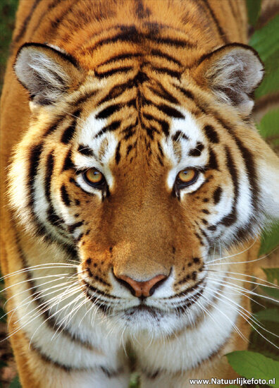 Zoo postcards - set with 12 postcards with zoo animals (no. 023)