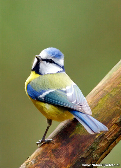 Bird postcards - set with 15 postcards with bird motif (no. 024)