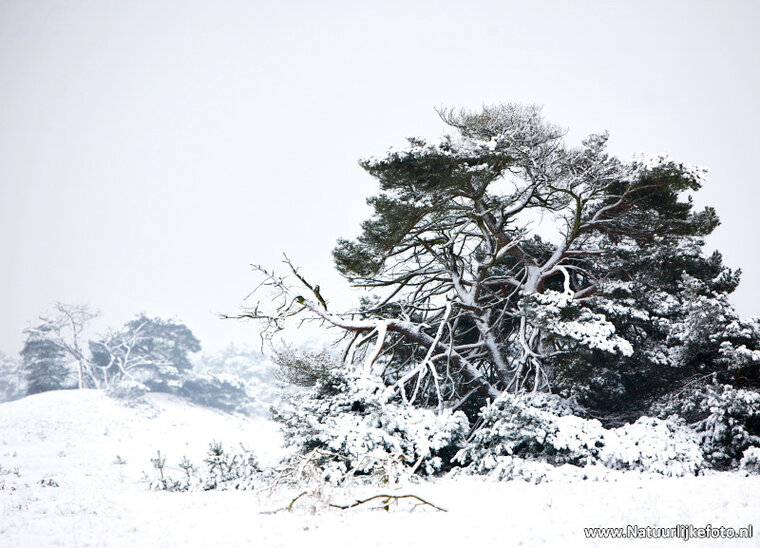 Postcard set winter - 15 postcards with a winter motif (no. 045)