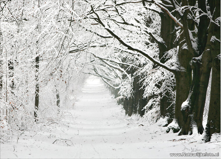 Postcard set winter - 15 postcards with a winter motif (no. 045)