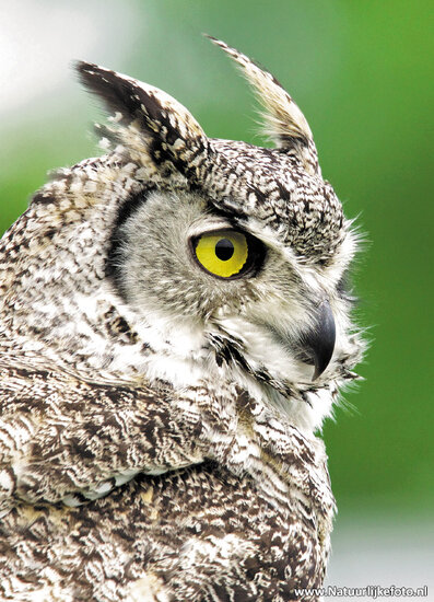Owl / Raptor postcard - set with 11 raptor postcards (set nr. 43)
