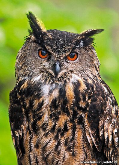 Owl / Raptor postcard - set with 11 raptor postcards (set nr. 43)