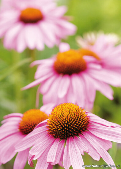 Flower postcards set - 14 postcards with flower motif (set no. 44)