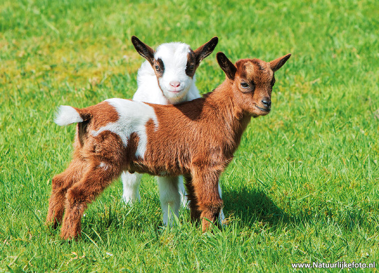 Animal postcards - set with 24 animal motive (nr. 42)