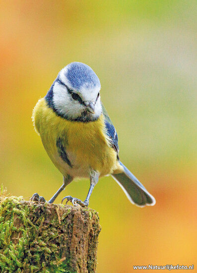 Bird postcards - 12 postcards with birds motif (no. 060)