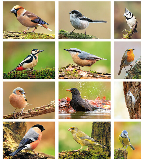 Bird postcards - 12 postcards with birds motif (no. 060)