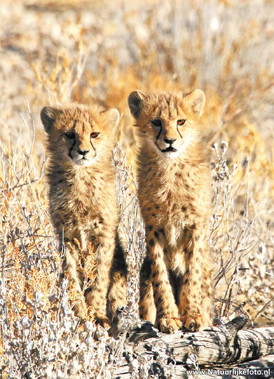Postcard set African animals - 15 postcards with African animal motif (no. 058)