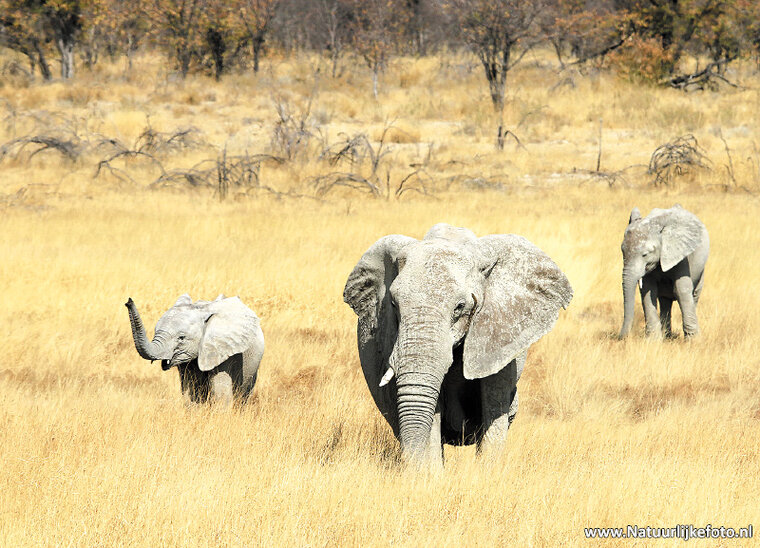 Postcard set African animals - 15 postcards with African animal motif (no. 058)
