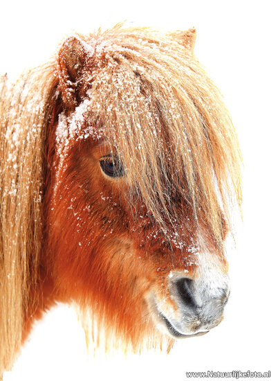 Postcard set horses - 7 postcards with horse motif (no. 055)