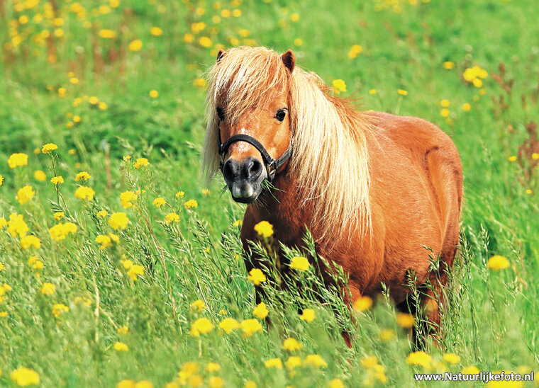 Postcard set horses - 7 postcards with horse motif (no. 055)