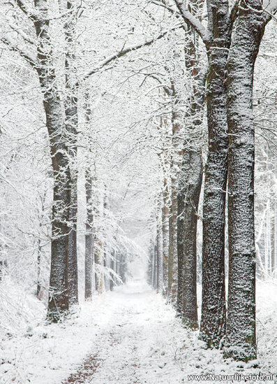 Postcard set winter - 11 postcards with winter motif (no. 117)