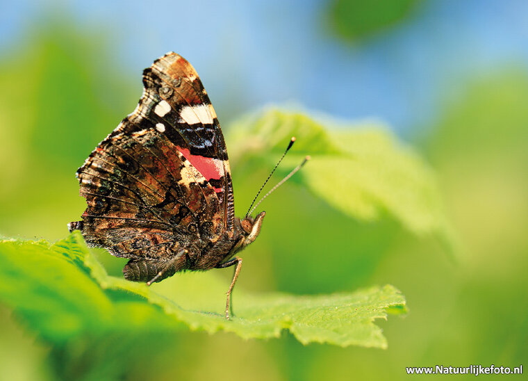 Butterfly postcards set - 9 postcards with butterfly motif (no. 097)