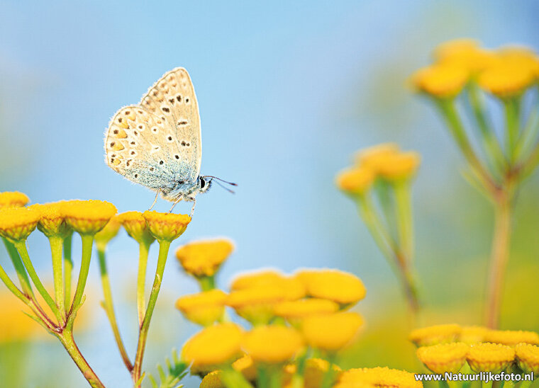 Butterfly postcards set - 9 postcards with butterfly motif (no. 097)