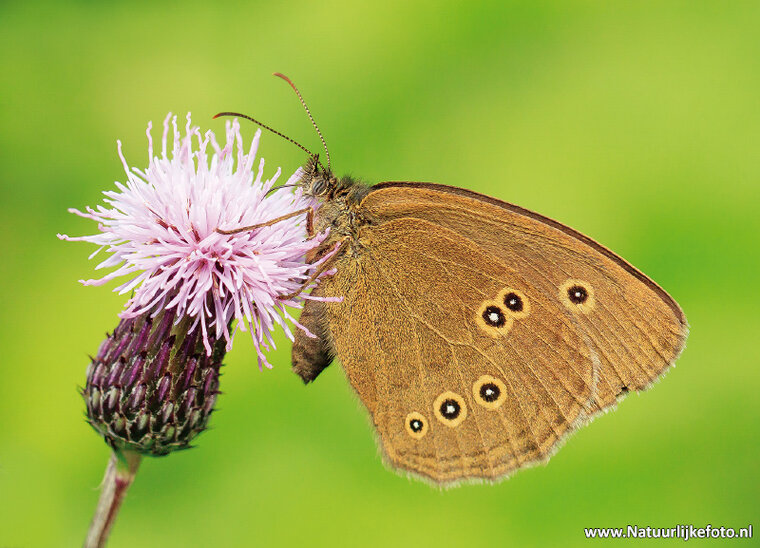 Butterfly postcards set - 9 postcards with butterfly motif (no. 097)
