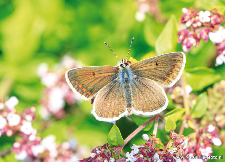 Butterfly postcards set - 9 postcards with butterfly motif (no. 097)