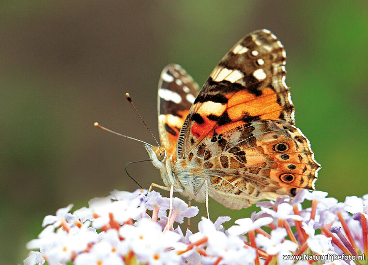 Butterfly postcards set - 9 postcards with butterfly motif (no. 097)