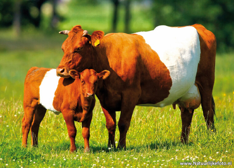 Animal postcards set - 11 postcards with farm animal motif (no. 102)
