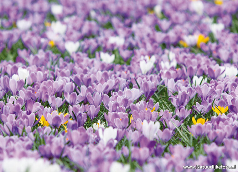 Postcard set spring - 11 postcards with spring motif (no. 082)