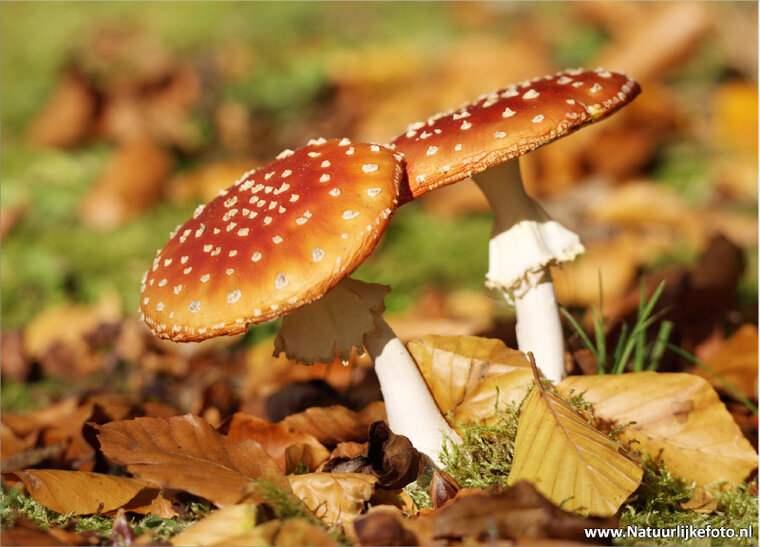 Postcard set mushrooms