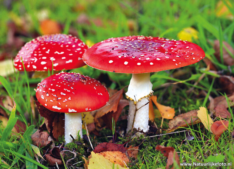 Postcard set mushrooms