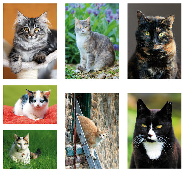 Postcard set cats - 7 postcards with cat motif