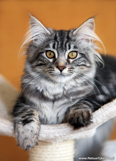 Postcard set cats - 7 postcards with cat motif