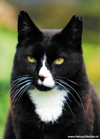 Postcard set cats - 7 postcards with cat motif