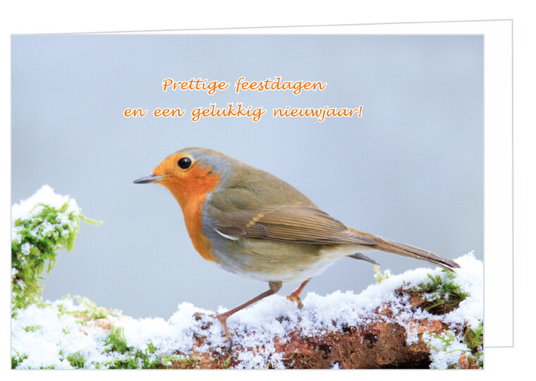 Robin Christmas card - double bird card with envelope (K001)