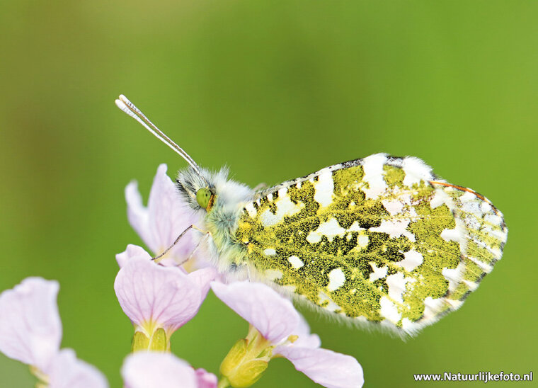 Butterfly postcards - set with 6 butterfly motif postcards (no. 70)