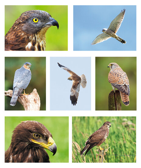 Postcard set raptors - 7 postcards with raptor motif (no. 071)