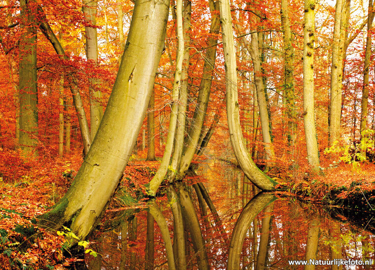 Autumn postcards - set with 11 Autumn motif postcards (no. 34)