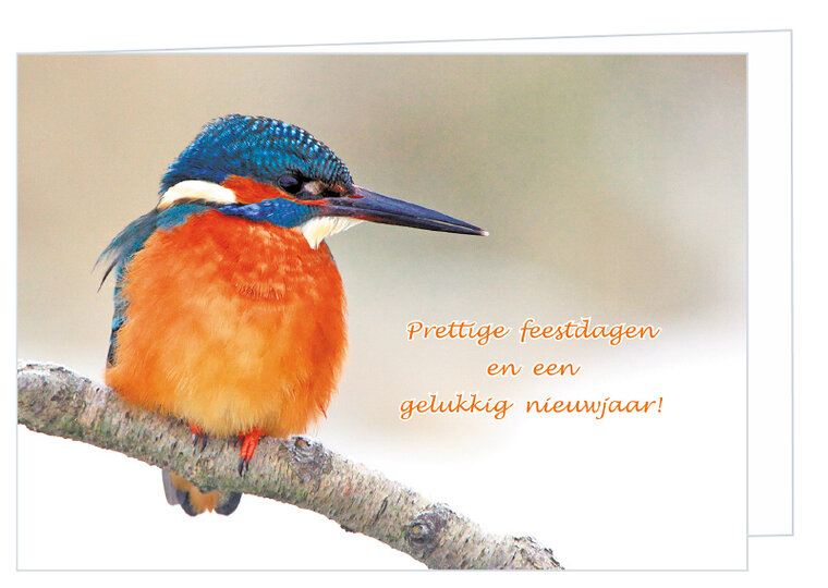 King fisher Christmas card - double bird card with envelope (K004)
