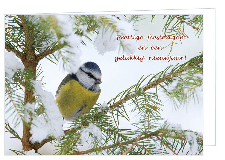 Blue tit Christmas card - double bird card with envelope (K007) Blue tit Christmas card - double bird card with envelope (K007)
