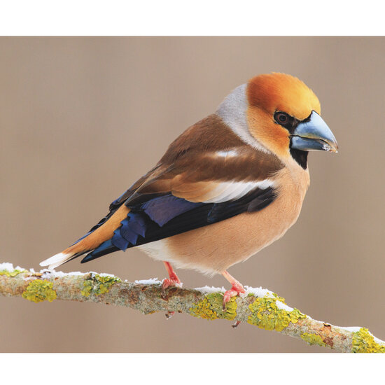 Birthday calendar birds Birthday calendar birds