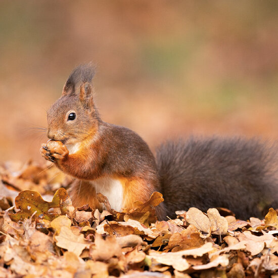 Birthday calendar animals Birthday calendar animals